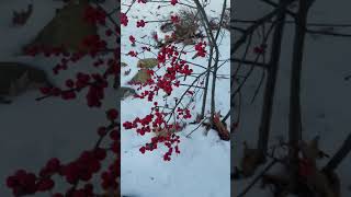 Ilex verticillata Winterberry [upl. by Yelsnya629]