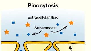 Pinocytosis In Hindi Explained By MrBhautik Patel [upl. by Ecikram]