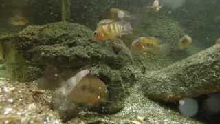 Central American Cichlids [upl. by Liban]