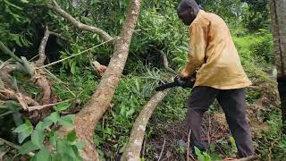 How Charcoal Is Made The Stages Of Charcoal Preparation Process [upl. by Jahncke582]