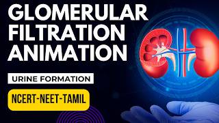 Glomerular Filtration Animation  Urine Formation  Excretory Products amp Elimination  NCERTXINEET [upl. by Esil]