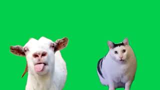 Green Screen Goat Talking to Clueless Huh Cat Meme [upl. by Aitra810]