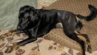 Home Remedies for Hip Dysplasia In Dogs [upl. by Goodard]