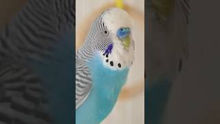 Periquitos australianos fofos cantando💙💚💛✨ periquitos budgies pets aves [upl. by Carlick]