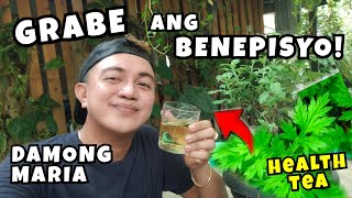 BENEFITS OF DAMONG MARIA  MUGWORT ARTEMESIA VULGARIS HEALTHY TEA [upl. by Max]