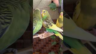 Birds 🪭🥵 budgies birds birdsofindia lovebirds whitebird birdspecies pets parrot youtube [upl. by Walters]