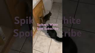 Spikeys White Spot Subscribe [upl. by Brock679]