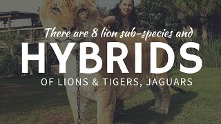 Real LION HYBRIDS amp mixes Jaglion Liger Tigon Liliger amp Leopon [upl. by Leumel]