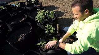 How To Separate Seedlings Safely Without Damaging The Roots [upl. by Obed]