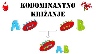 Kodominantno križanje BIO9 [upl. by Nolra]