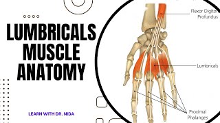 Lumbricals Muscle Anatomy  Anatomy Lecture Series [upl. by Ewan]