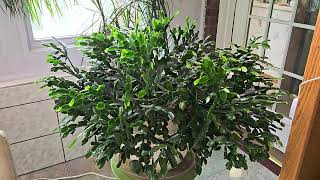 ThanksgivingChristmas cactus care When do I repot Why are branches falling out of it August care [upl. by Atived]