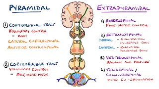 Extrapyramidal and Pyramidal Tracts  Descending Tracts of the Spinal Cord  Includes Lesions [upl. by Sivram132]