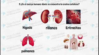 Experimentos sobre la enzima catalasa [upl. by Hooke911]