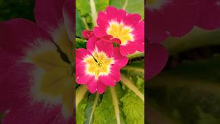 Beautiful Prime Rose Update shortsvideo primula primrose [upl. by Tnecillim]