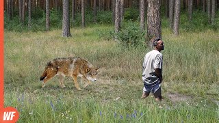 Look How This Man Survived This Wolf Attack [upl. by Nhor]