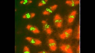 Segregation of DNA in a fly embryo [upl. by Gustavo]