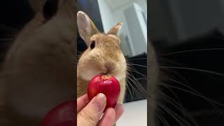 Can this adorable bunny finish an entire apple in one sitting🐰🍎😍suscribeteyoutubeshortsviral [upl. by Wanonah]