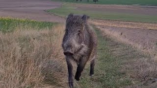 Eberhard genießt sein Leben😁👍🐗🤗 [upl. by Aitahs]