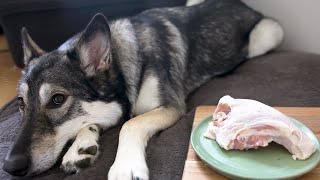 ASMR Wolfdog Eating Raw Chicken with Cartilage No Talking No Music [upl. by Ylloj821]