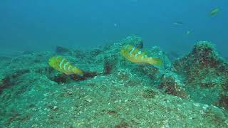 【映像記録】伊豆の沖縄化？ もはや普通種となってきたヒブダイを見る Is this Okinawa Seeing the now common Bluebarred parrotfish [upl. by Halle331]