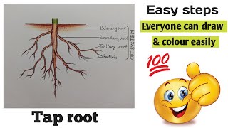 How to draw Taproot  How to draw root system  Root system [upl. by Fern107]