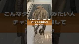 タコのあたり徹底解説します！ shorts shortvideo short daiwa shimano 仕掛け 釣り 大物タコ和歌山大阪 fishingタコ釣り [upl. by Khorma]