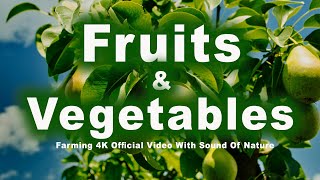 Fruits amp Vegetables Farming 4K Official Video II nature laxmanjhula india indiancities travel [upl. by Lydia]