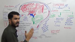 L11 CNS Human Brain Parts and Function Fully explained in Urdu Hindi By Dr A Hadi [upl. by Shawna]