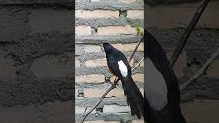 Pancingan suara murai batu gacor di kandang aviary mini 58 [upl. by Dupaix]