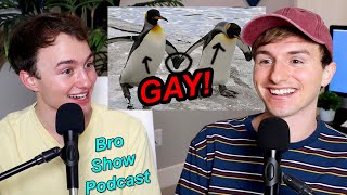 Gay Animals  THE BRO SHOW PODCAST [upl. by Madeleine]