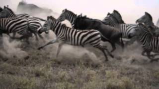 Zebra amp Wildebeest Stampede [upl. by Aehsila]