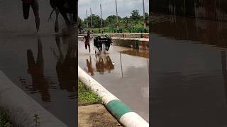 Kambala Start today race village sports [upl. by Ayiotal]