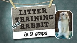 Litter Training Your Rabbit [upl. by Ancier970]