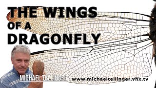 The Wings Of A Dragonfly [upl. by Jalbert]