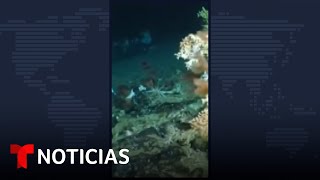 Descubren un impresionante arrecife de coral en islas Galápagos Ecuador  Noticias Telemundo [upl. by Werda]