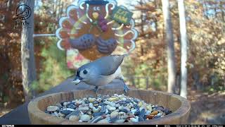 Two minutes with some Tufted Titmouse [upl. by Landahl]