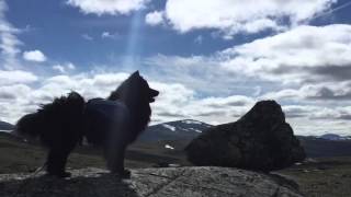 Swedish Lapphund [upl. by Doro]