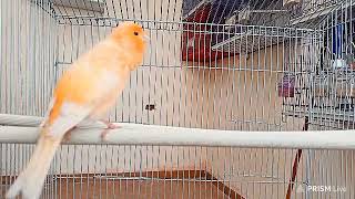 Canary Singing  Canary sounds Canary song The Ultimate Training Video for Your Canary Bird [upl. by Niroc]