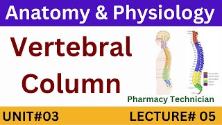 Vertebral Column Anatomy  Pharmacy Technician [upl. by Aihtnamas375]