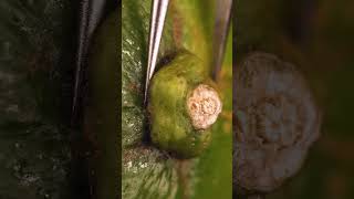 Lime Closeup ASMR  Original sounds created by OddioStudio Follow this Foley artist [upl. by Aneelehs875]