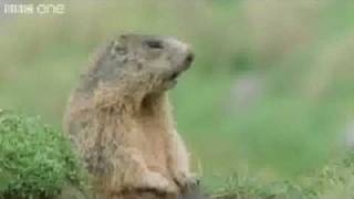 The quotAlan Alan Alanquot Marmot on the BBC [upl. by Nuoras]