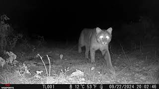 Watch what this bobcat does to our trail camera [upl. by Llien]