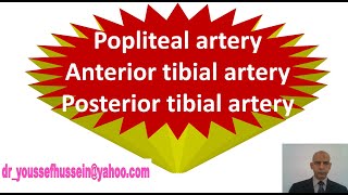 30 Popliteal artery  Anterior tibial artery  Posterior tibial  Anastomosis around knee joint [upl. by Gilburt419]