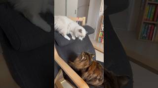 Zoomies😻 kittens cuteanimal cats cute cutecat zoomies catcutecat catlover kittten [upl. by Egoreg]