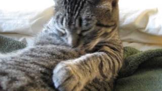 Feline Observational Video I  Cat SelfGrooming [upl. by Ytok]