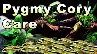 Want a Tiny Cory Catfish Check Out the Pygmy Cory Cat Care and Breeding [upl. by Bracci937]