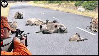 How Florida Farmers Deal With Millions Of Baboons Attack The City  Farming Documentary [upl. by Talanian]