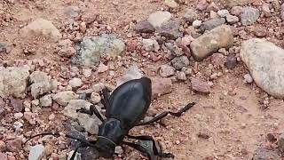 Darkling Beetle Eleodes obscura [upl. by Ardrey67]