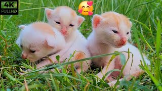 8 Days Old Kittens  Part 1 [upl. by Magdaia]